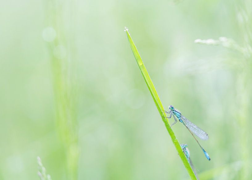 Misses in the early morning by Ronald Buitendijk Fotografie