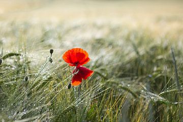 Mohnblumen im Kornfeld nach dem Regen von Elke Wolfbeisser