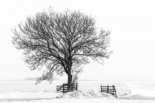 Tree in winter landscape by Beeldbank Alblasserwaard