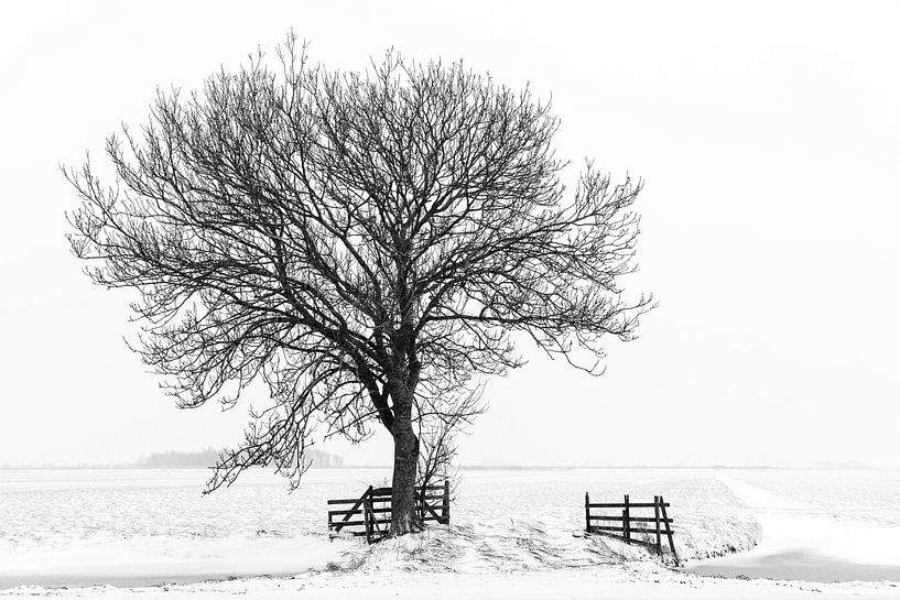 Boom in winters landschap van Beeldbank Alblasserwaard