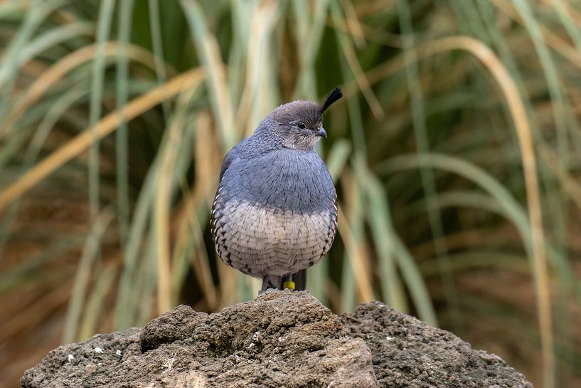 Bird by Sanne Voortman