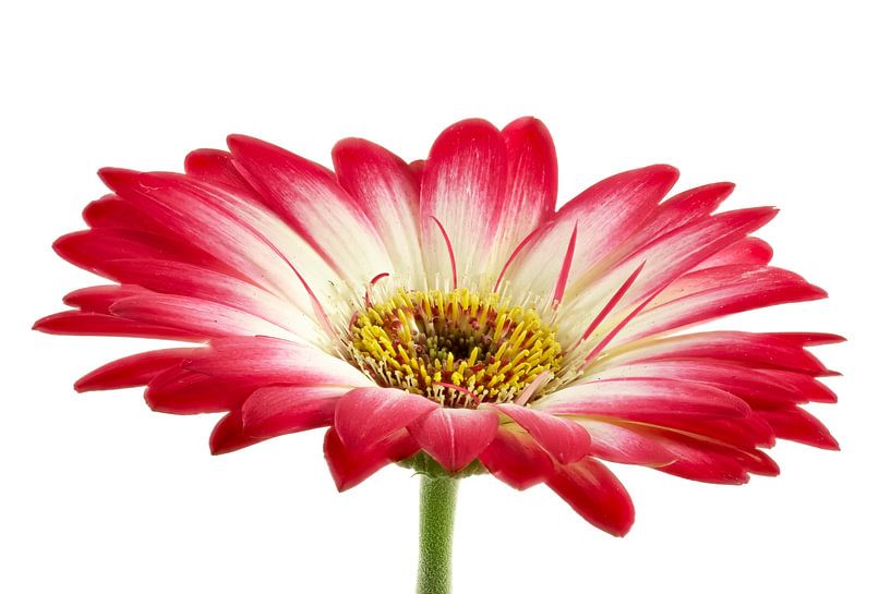 White/Pink Gerbera by Tanja van Beuningen