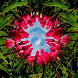 Around in the tulips by Henk Langerak
