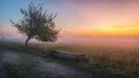 Vroege ochtendmist in de rioolboerderij