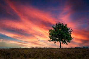 Minimalistische Landschaft mit Abendrot und Solitärbaum