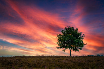 The Veluwe at sunset – Minimalist evening glow
