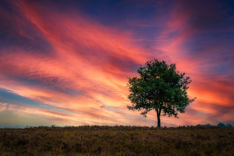 Minimalist landscape with evening red and solitary tree by Fotografiecor .nl