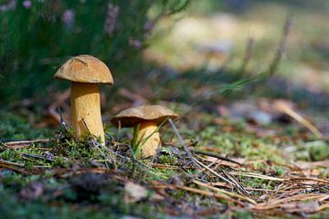 Bécasseau de sable, Suillus variegatus sur le sol de la forêt sur Heiko Kueverling