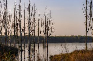 réflexion sur le Biesbosch sur Tania Perneel