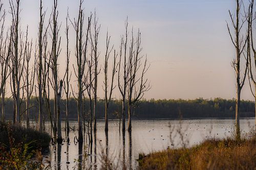 reflectie op de Biesbosch