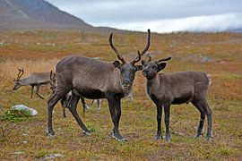 Rentiere von Wiltrud Schwantz