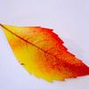 Herfstblad #2 sur Red74 Photography