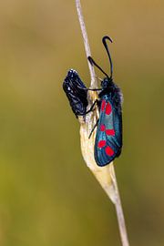 St. John's butterfly with pupa by Edwin Butter