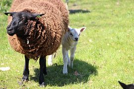 In de schaduw van moeder schaap van Anja Ruiter