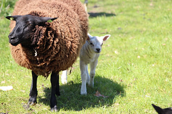 In de schaduw van moeder schaap
