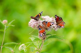 Butterflies by John de Vent