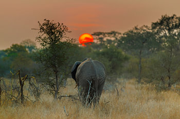 Eléphant au coucher du soleil en Afrique du Sud