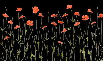 Poppies at night by Fionna Bottema