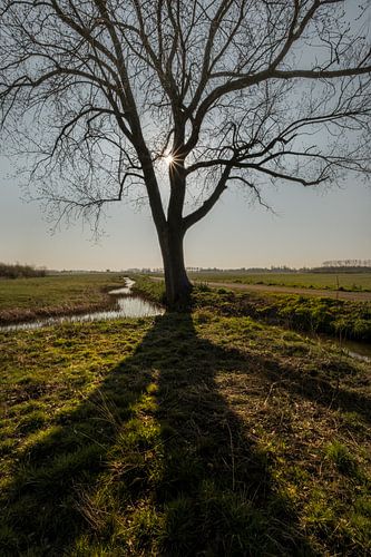 Boom alone in tegenlicht