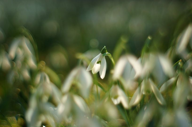 Blumen in den Niederlanden, weiße Schneeglöckchen von Discover Dutch Nature