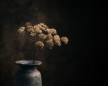 Getrockneter Bärenklau in rustikaler Vase.