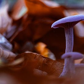 Ein Amethystpilz im Erholungsgebiet 't Twiske von Deborah Theodorou