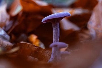 An amethyst fungus in recreation area 't Twiske by Deborah Theodorou