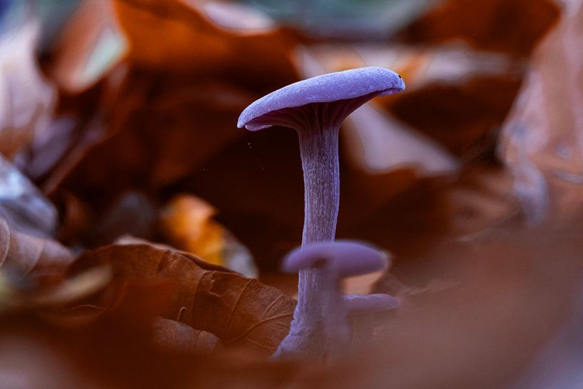 An amethyst fungus in recreation area &#039;t Twiske by Deborah Theodorou