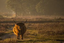 Scottish Highlander by Carla Eekels