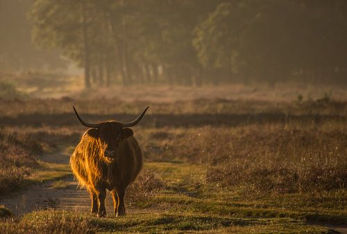 Scottish Highlander