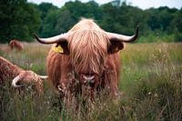 Schotse hooglander