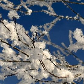 Kristallwinter – Magie des Rauhreifs von Eric Nagel