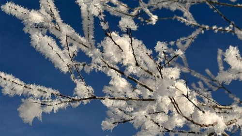 Kristallwinter – Magie des Rauhreifs von Eric Nagel