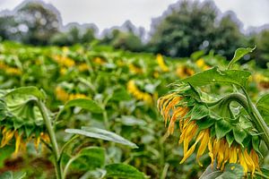 Das Ende der Saison für Sonnenblumen.