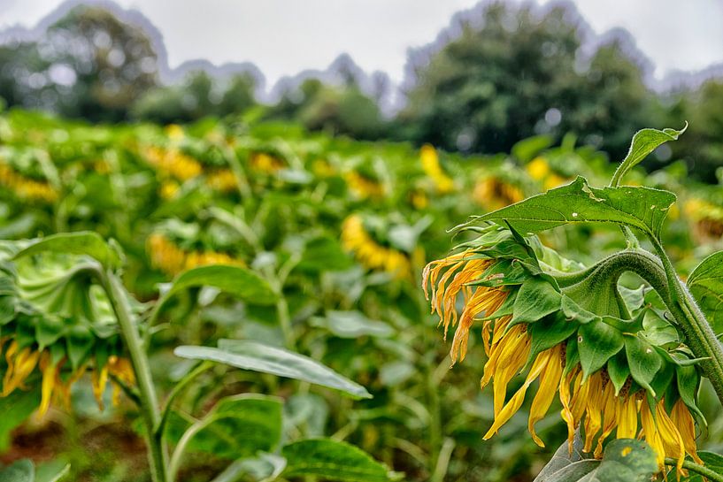 Das Ende der Saison für Sonnenblumen. von Don Fonzarelli