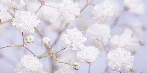 Panorama aux couleurs pastel : l'aster blanc