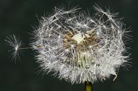 Sparkling drops - Pusteblume in der Nacht von Christine Nöhmeier Miniaturansicht