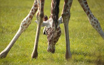 Girafe sur Frank Smedts