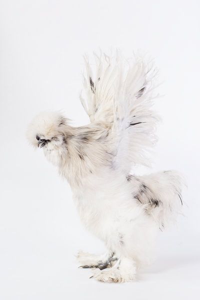 Zijdehoen Rollo van Janine Bekker Photography