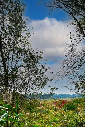 Natuurgebied Oostvaardersplassen in de herfst