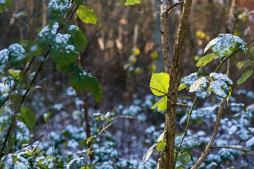 Wisselende stemmingen van ProPhoto Pictures