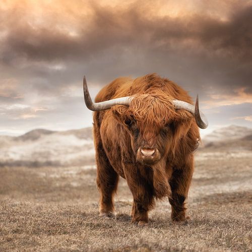 Highlander écossais