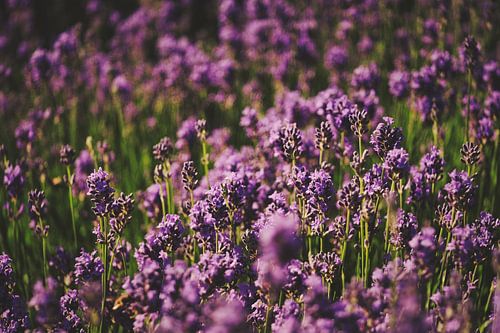la vie en violet