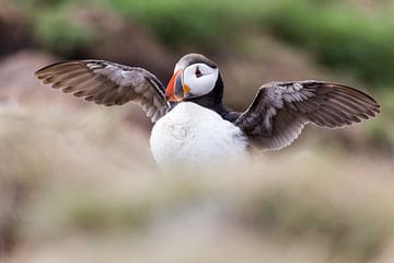 Puffin