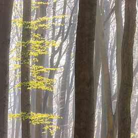 Fresh green leaves in spring in the beech forest by Sjaak den Breeje