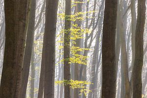 Feuilles fraîches et vertes au printemps dans la forêt de hêtres