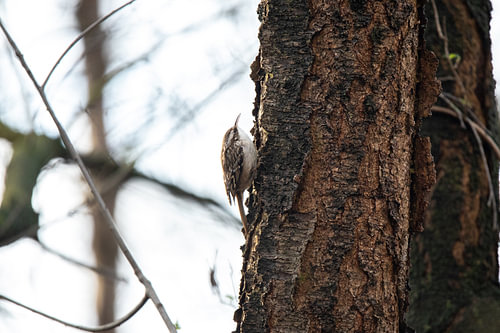 Treecreeper