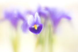 Iris by Janny Kleijn