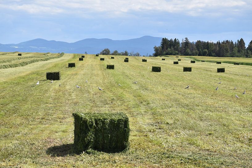Ein Bauernhof während der Ernte von Claude Laprise