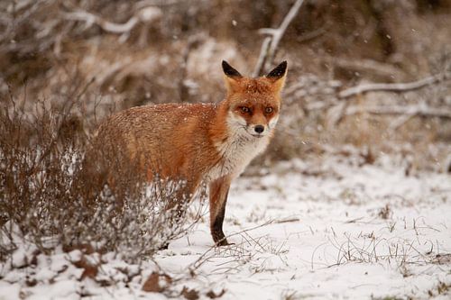 Fox sees snow and a photographer by Arnold van der Horst